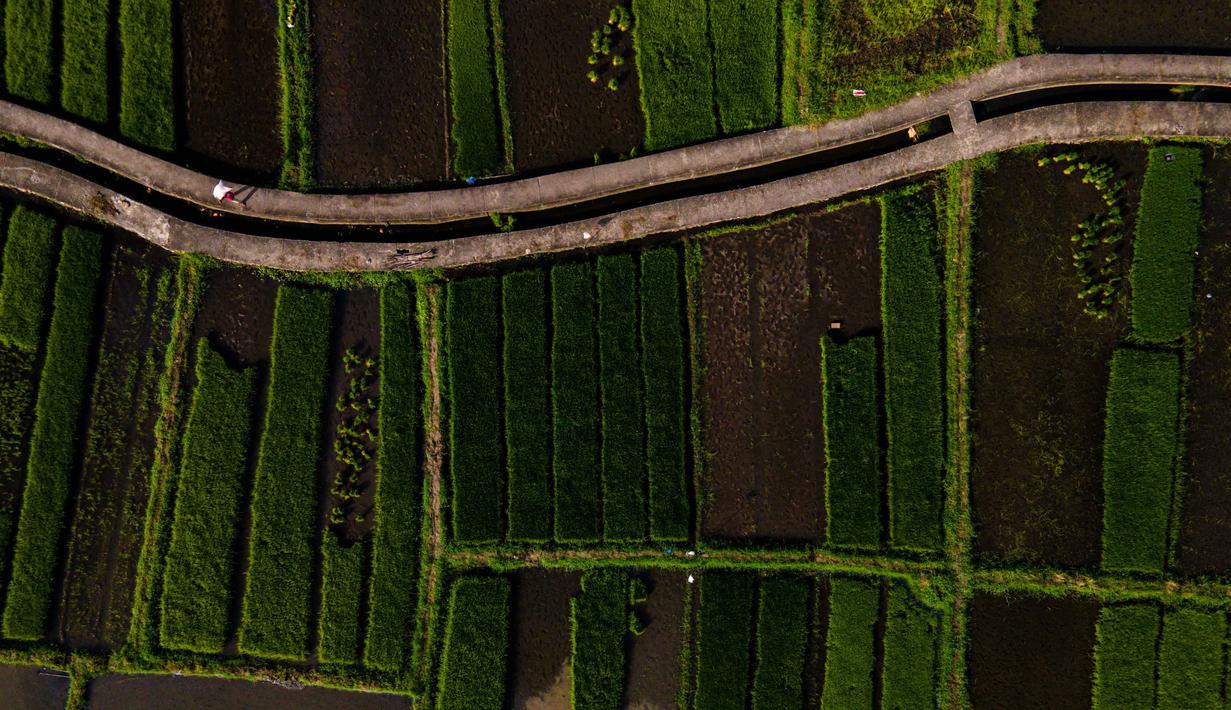 Foto udara ini menampilkan pemandangan umum sawah di Lhoknga, Provinsi Aceh pada Kamis 20 November 2025. Badan Pusat Statistik (BPS) Aceh merilis angka sementara hasil Kerangka Sampel Area (KSA) amatan per September 2025. (CHAIDEER MAHYUDDIN/AFP)