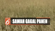 Padahal padi yang sudah menguning harusnya siap dituai pada akhir bulan September ini.