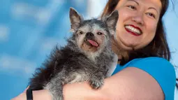 Miriam Tcheng menggendong anjingnya bernama Moe selama mengikuti kontes tahunan anjing terjelek yang digelar di Petaluma, California, 23 Juni 2017. Pemenang kontes ini mendapatkan tropi dan uang tunai US$ 1500 atau sekitar Rp19 juta. (JOSH EDELSON/AFP)