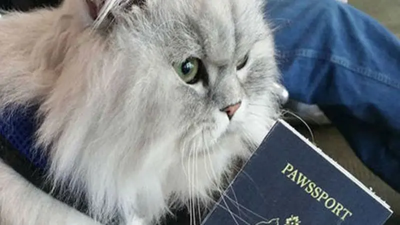 Gandalf, Kucing yang Suka Traveling Ini Punya Paspor Sendiri  