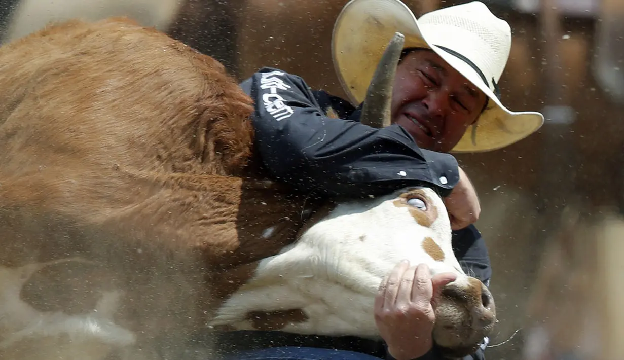  Aksi Billy Bugenig dari Ferndale, California saat tampil di hari ketiga rodeo Calgary Stampede di Alberta, Kanada, (6/7/2014). (REUTERS/Todd Korol)