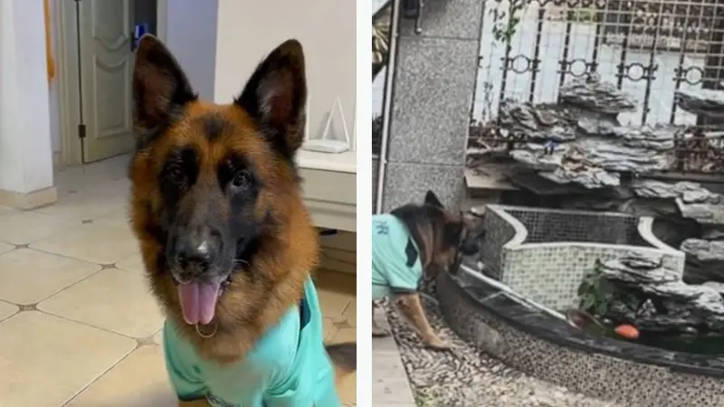Viral, Anjing Pintar Selamatkan Anak Kecil dari Jatuh ke Kolam