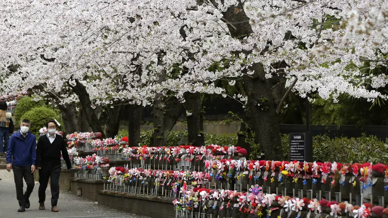 FOTO: Menikmati Keindahan Bunga Sakura Bermekaran di Kuil Zojoji