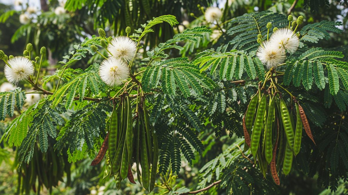 Top 3 Hot: Pohon yang Mengundang Burung Walet hingga Ide Kebun Sayur Rumahan