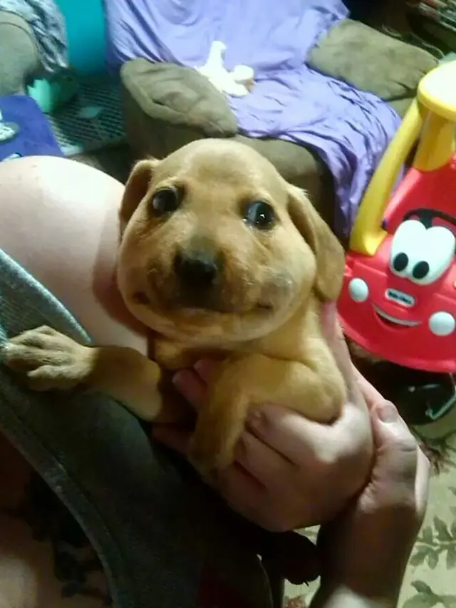 anjing disengat lebah