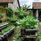 16 Sayuran Daun yang Tetap Subur Meski Ditanam di Wadah Kecil, Mudah Dirawat