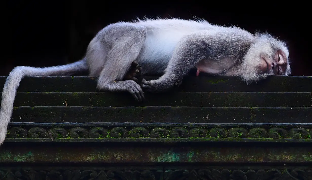 Monyet ekor panjang tidur di Sacred Monkey Forest atau yang lebih dikenal dengan Monkey Forest di Ubud, Bali pada 16 November 2018. Keunikan hutan ini adalah terdapatnya ratusan Kera Bali ekor panjang yang bebas berkeliaran di alam. (GABRIEL BOUYS/AFP)