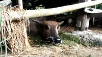 Misteri Bom Rakitan Terinjak Kerbau di Bantul