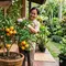 10 Cara Membuat Tanaman Jeruk dalam Pot Berbuah Besar dan Manis