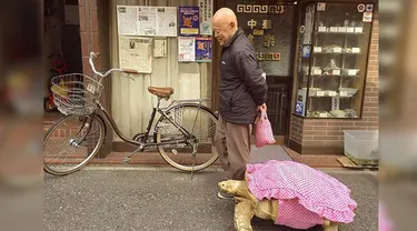 Seorang pria di Tokyo, Jepang mendadak menjadi perbincangan hangat para netizen. Dalam foto yang beredar di jejaring sosial, pria tersebut terlihat sedang berjalan dengan hewan peliharaannya, yakni seekor kura-kura raksasa.