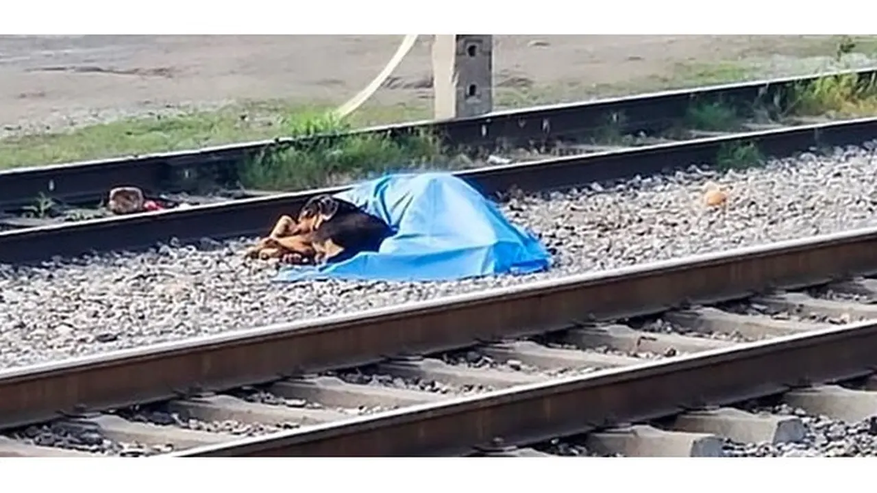 Foto Anjing Tak Ingin Tinggalkan Pemilik yang Meninggal Ini Bikin Terenyuh
