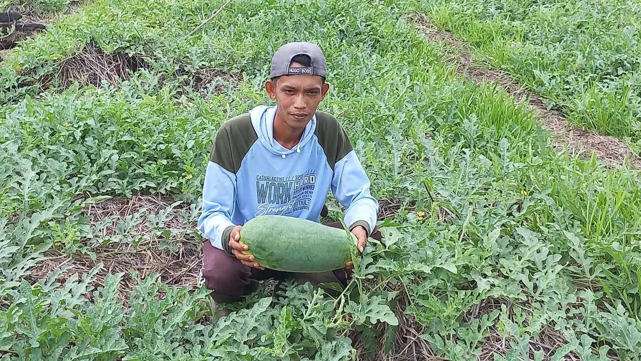 Tanaman Semangka