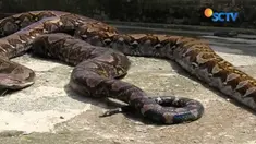 Kecintaannya terhadap binatang ular ini berawal saat itu Munding berkenalan di Komunitas Reptil Lintas Jawa Tengah.