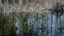 Hutan bakau yang rusak terlihat di dekat rumah-rumah penduduk pada Hari Mangrove Sedunia di Banda Aceh pada tanggal 26 Juli 2024. (CHAIDEER MAHYUDDIN/AFP)