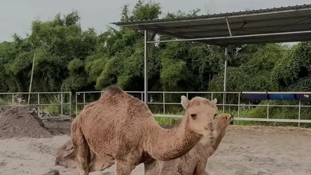 VIral Peternakan Unta di Mojokerto