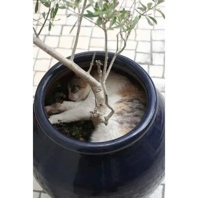 8 Potret Lucu Kucing Tidur Tidur di Dalam Pot Ini Posenya Menggemaskan