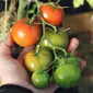 Ilustrasi menanam tomat (sumber: Unsplash)