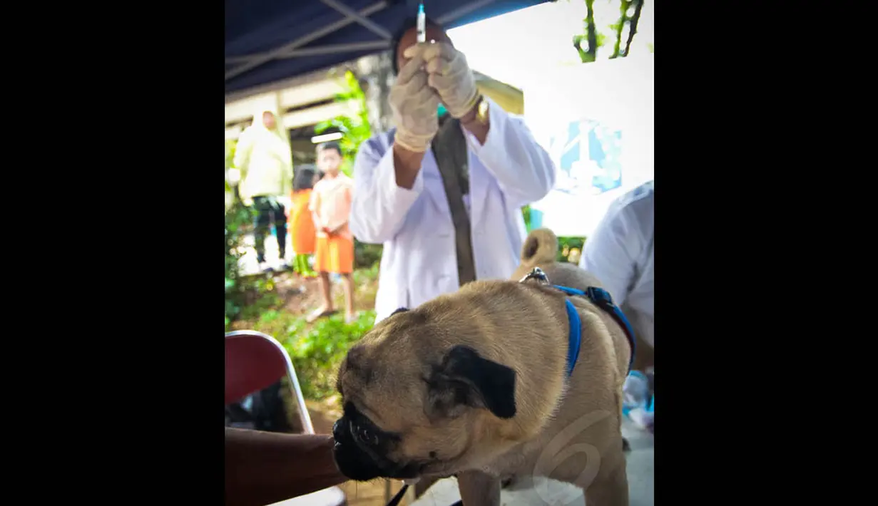 Vaksinasi massal ini dilakukan untuk pencegahan penular rabies serta memperingati Hari Rabies Sedunia yang jatuh pada 28 September mendatang, Jakarta, (3/9/14). (Liputan6.com/Faizal Fanani)