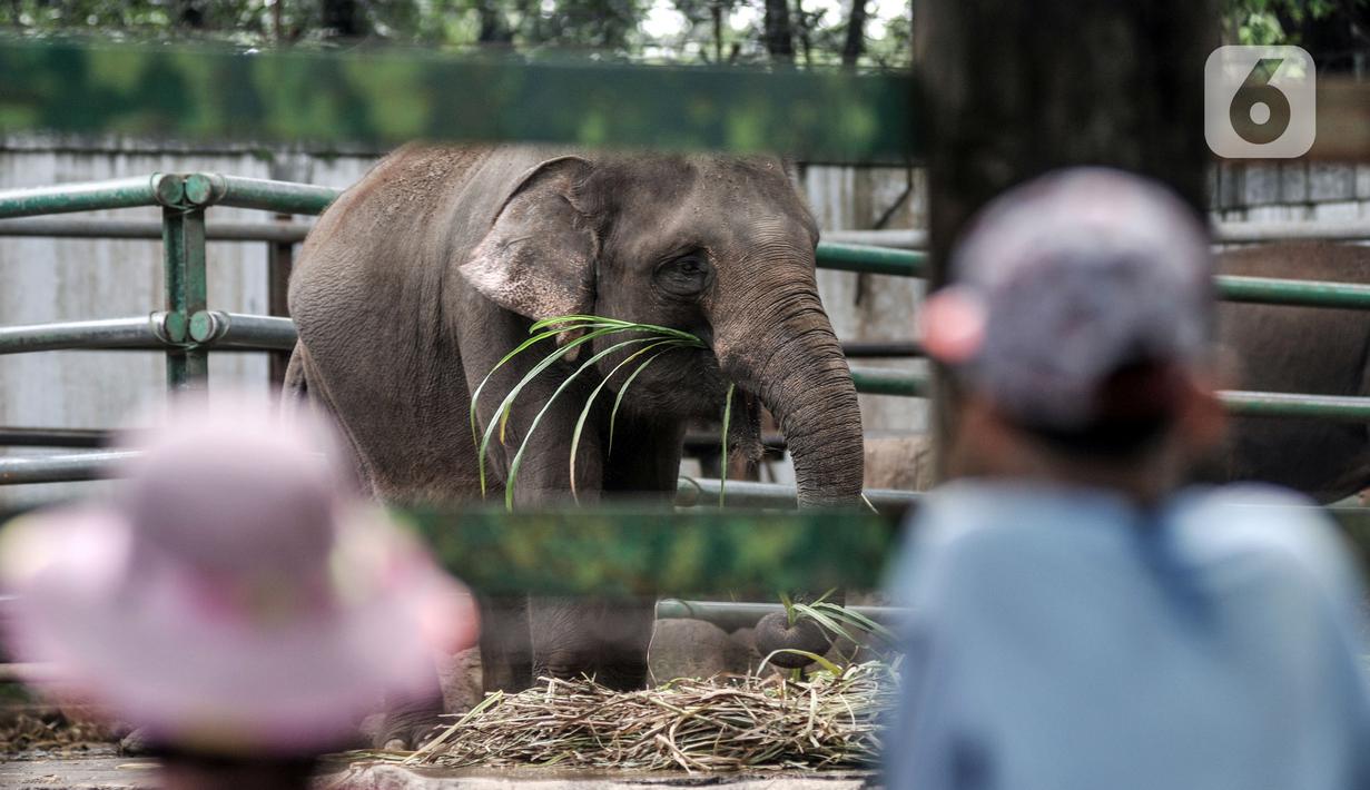 Wisatawan saat mengamati gajah di Taman Margasatwa Ragunan, Jakarta, Jumat (14/5/2021). Pemprov DKI Jakarta pada libur Lebaran 2021 membuka sejumlah tempat wisata, salah satunya Taman Margasatwa Ragunan. (merdeka.com/Iqbal S. Nugroho)