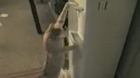 Aksi Pandai Kucing Minum dari Dispenser