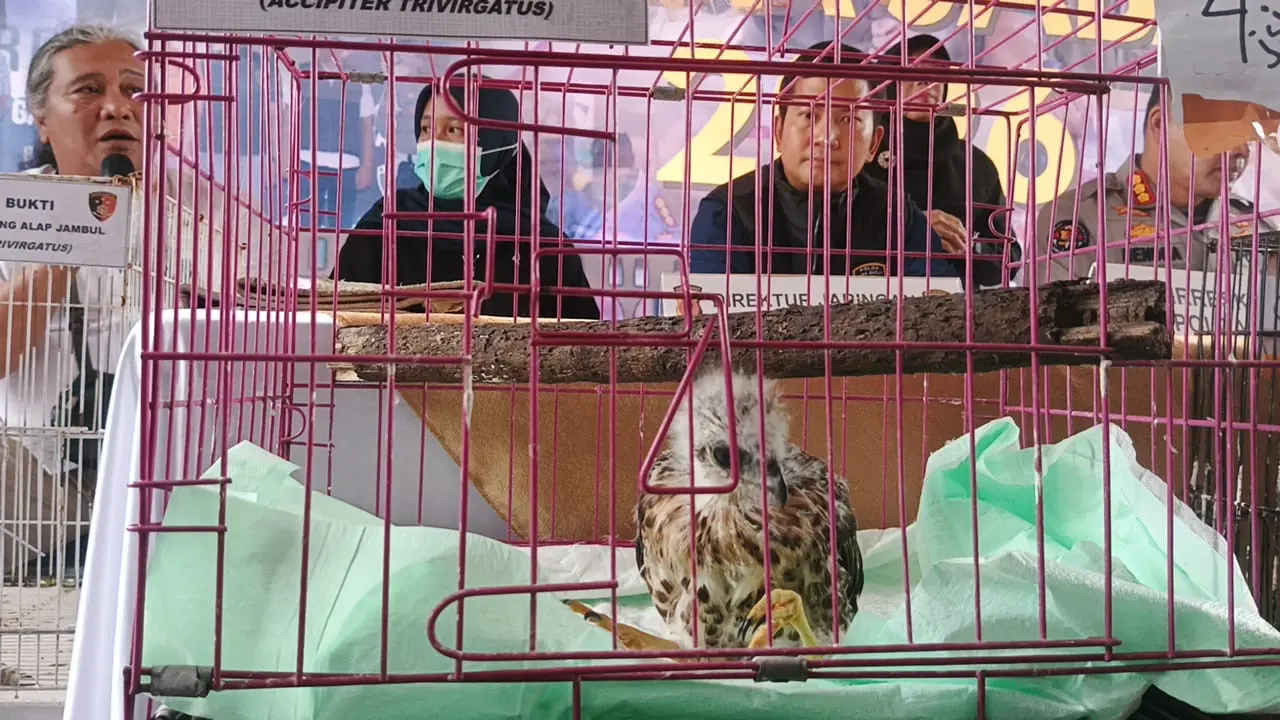 Sebanyak 14 ekor burung elang telah berhasil diselamatkan dari praktik jual beli ilegal di Indramayu (Istimewa)