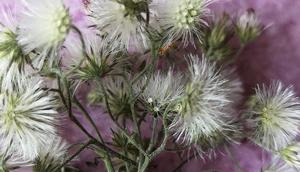 Tanaman yang sering dianggap gulma, padahal manfaat tumbuhan liar sawi langit sangat banyak. (Wikimedia Commons)