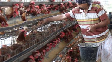 Peternak di Depok Ungkap Penyebab Tingginya Harga Telur Ayam