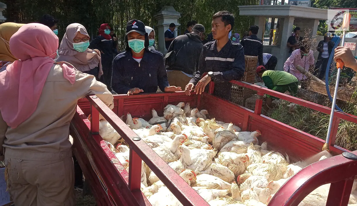 Pekerja menurunkan ayam di Kantor Dinas Pertanian Kota Semarang Jalan Slamet Riyadi, Rabu (26/6/2019). Sebanyak 11.000 ekor ayam hidup akan dibagikan gratis pada masyarakat Kota Semarang sebagai bentuk protes kepada pemerintah menyusul anjloknya harga broiler di pasaran. (Liputan6.com/Gholib)