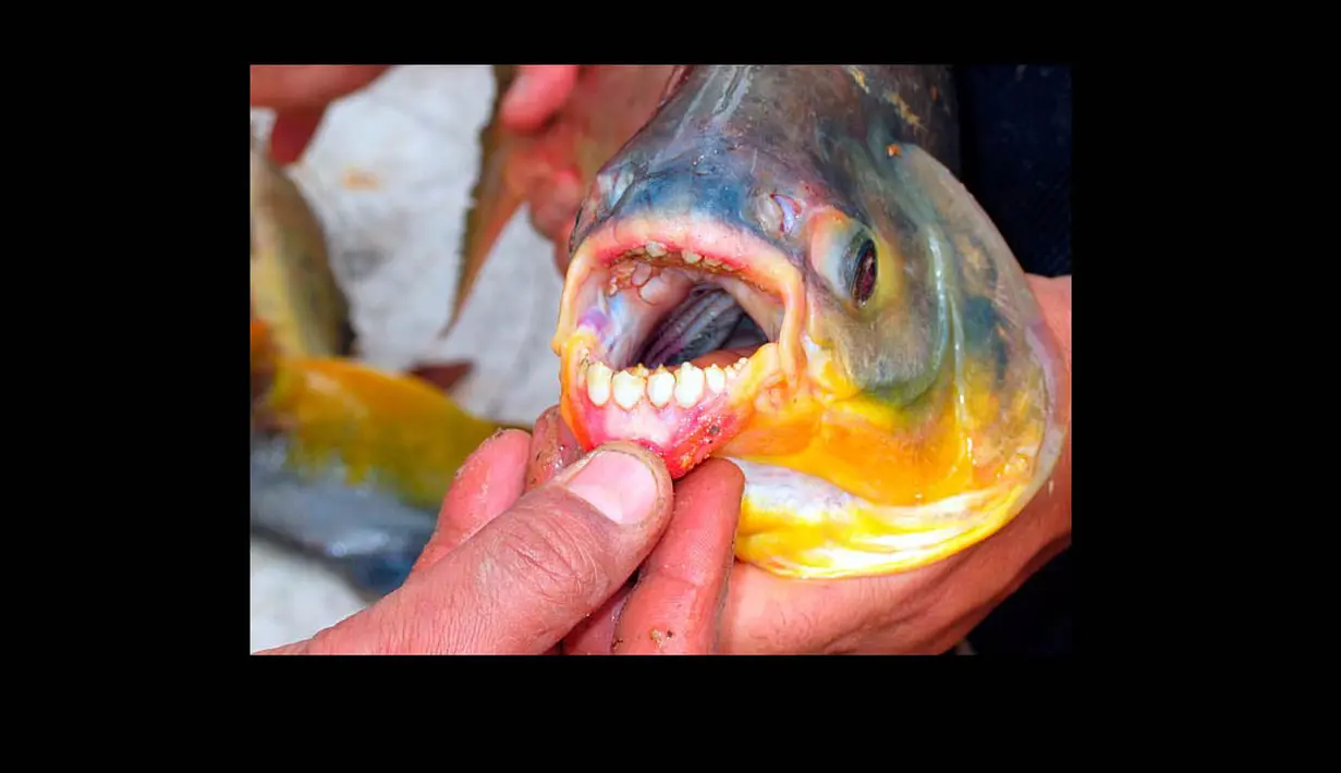 Pacu adalah ikan air tawar yang terdapat di daerah sungai Amazon dan dataran rendah Orinoco Amazona. (Daily Mail)