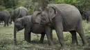 Seekor gajah melemparkan kotoran di Taman Nasional Minneriya di Sri Lanka tengah utara (17/5). Taman ini dibangun pada masa pemerintahan Kerajaan Anuradhapura oleh raja Mahasena sekitar 277 Masehi. (AFP Photo/Alex Ogle)