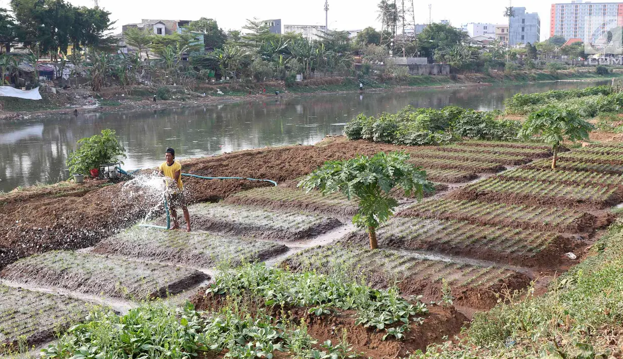 Warga menyiram sayur mayur yang ditanam di bantaran Kanal Banjir Barat, Jakarta, Jumat (5/10). Sayur mayur tersebut berupa kangkung, sawi, dan cabai. (Liputan6.com/Immanuel Antonius)