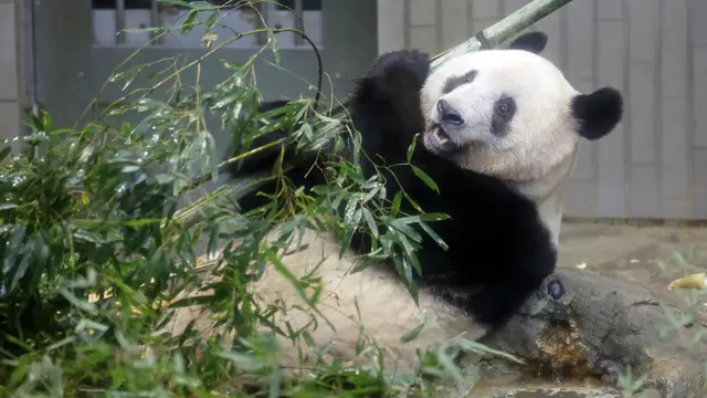 Jepang Pulangkan Panda Raksasa Xiang Xiang ke China, Ribuan Penggemar Bersedih