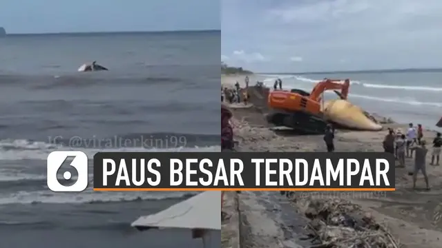 Saking beratnya paus itu membuat eskavator terangkat sedikit saat mengevakuasi bangkai.