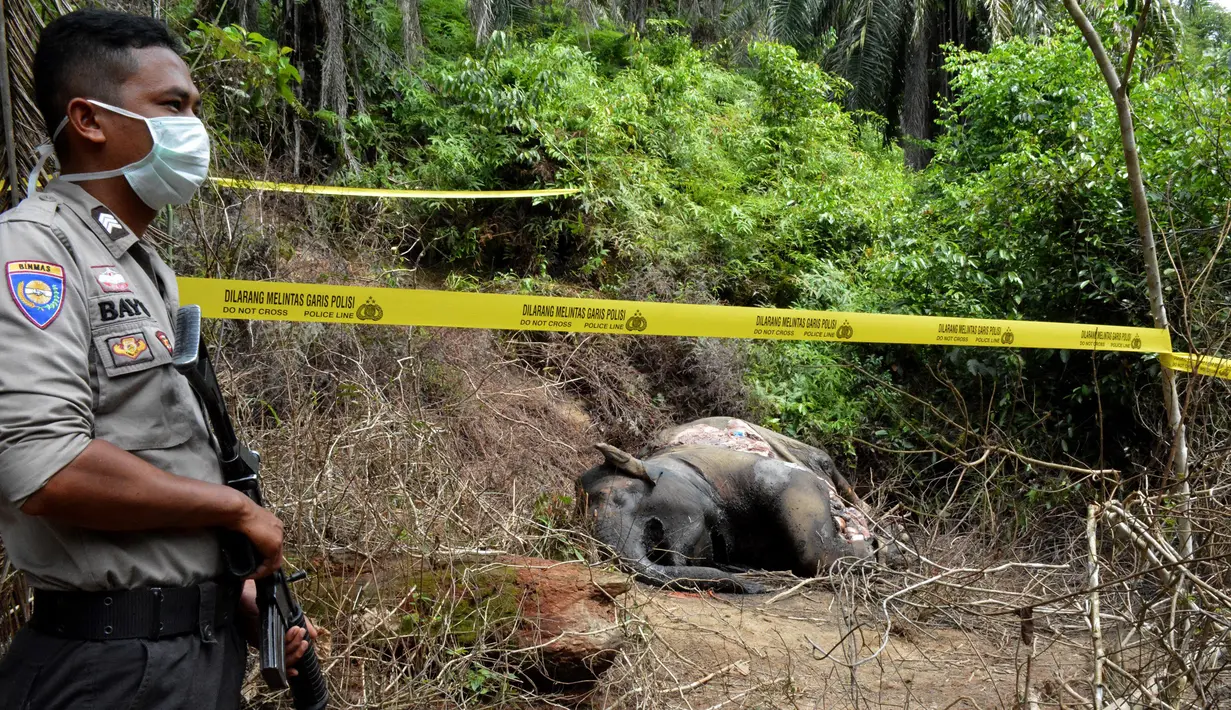 Aparat bersenjata mengamankan lokasi penemuan gajah betina yang mati karena keracunan di Desa Semanah Jaya, Aceh Timur, Kamis (21/11/2019). Bangkai gajah betina berusia 25 tahun itu ditemukan di sebuah perkebunan kelapa sawit pada hari ini. (CEK MAD/AFP)