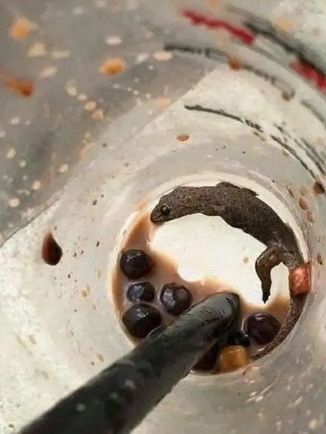 6 Momen Apes Cicak Masuk Gelas Isi Minuman Ini Bikin Geli