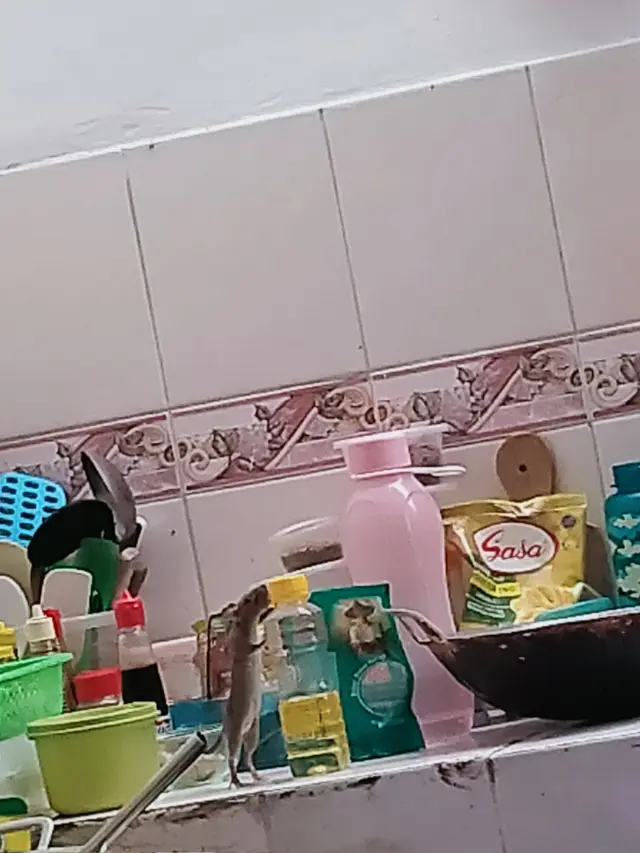 9 Potret kelakuan tikus bak Ratatouille versi dagelan