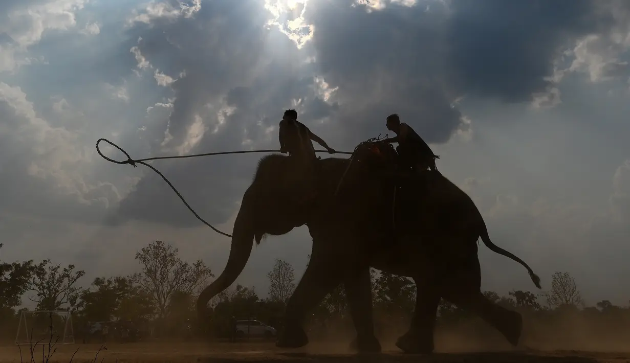 Pawang melatih gajah mereka menjelang lomba selama festival gajah Buon Don di Provinsi Dak Lak, Vietnam, 11 Maret 2019. Dalam festival ini diadakan banyak aktivitas seperti pacuan gajah, sepak bola gajah dan gajah mengarungi sungai. (Manan VATSYAYANA/AFP)