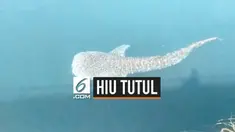 Proses evakuasi hiu tutul yang terjebak di kanal PLTU Paiton hari ini dilanjutkan, setelah kemarin gagal dilakukan karena kendala teknis. Hiu terjebak di kedalaman 8 meter di kanal PLTU Paiton.