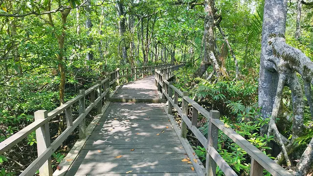 Wisata Mangrove Lati Tuo Desa Klempang Sari, Kecamatan Kuaro, Kabupaten Paser
