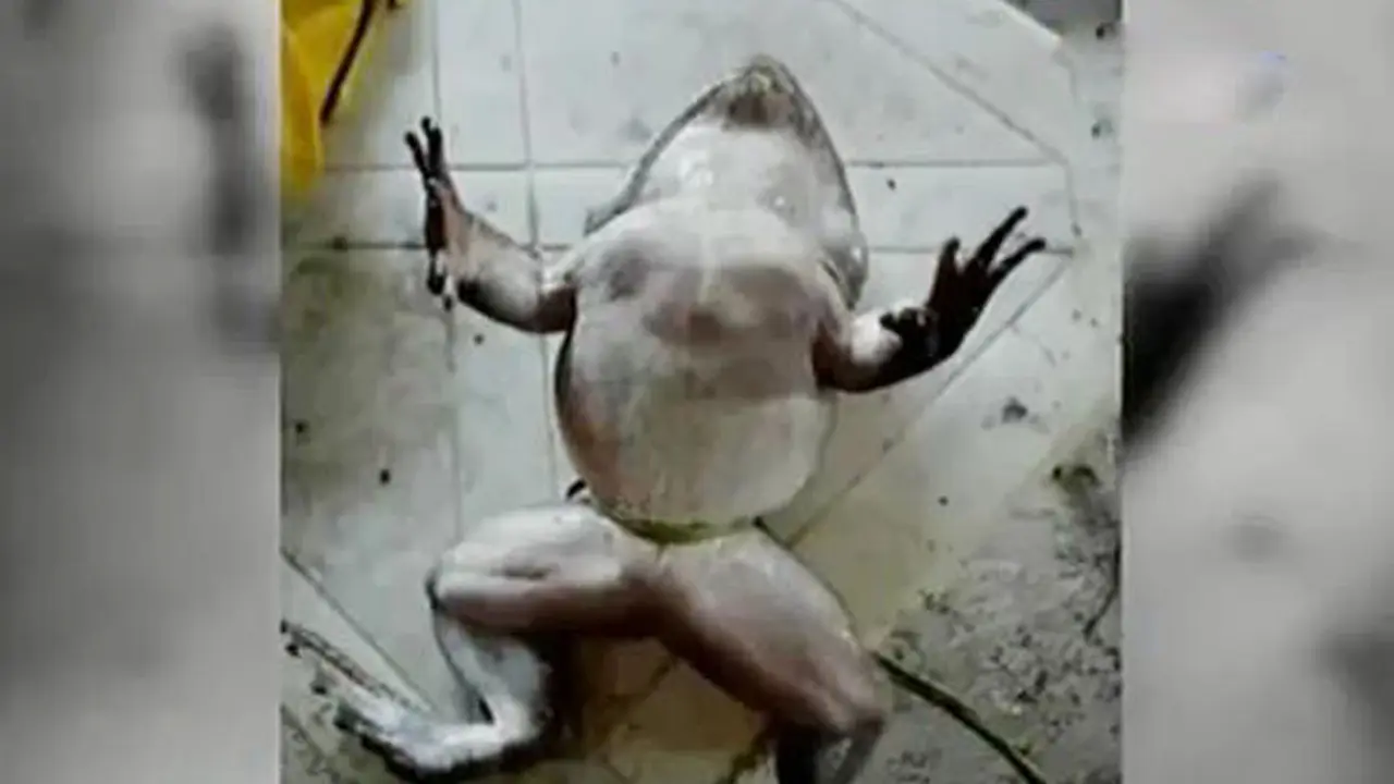 Katak Raksasa 