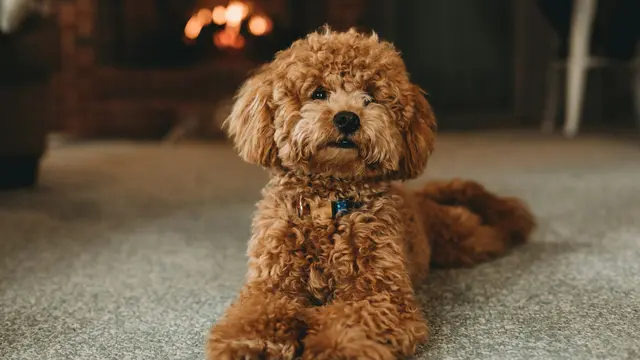Poodle