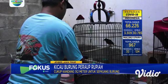 VIDEO: Mendulang Pundi-Pundi Rupiah dari Beternak Burung Murai Batu Medan