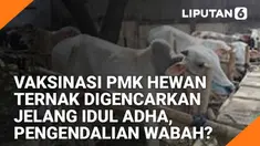 Jelang Idul Adha, wabah penyakit mulut dan kuku (PMK) pada hewan ternak bukan hanya jadi kekhawatiran peternak tapi juga masyarakat luas.