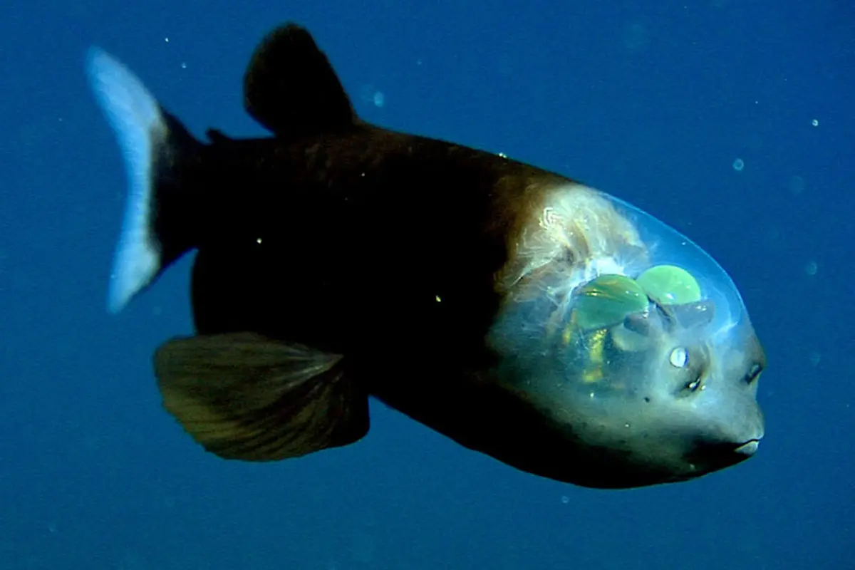 Ikan berkepala transparan. (National Geograpihic)