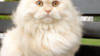 Sebagian besar kucing takut dengan air. Namun tidak bagi kucing yang bernama Meepo