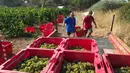 Para pekerja membawa kotak anggur muscat selama musim panen pertama di kebun anggur di Fitou, Prancis (7/8). (AFP Photo/Raymond Roig)