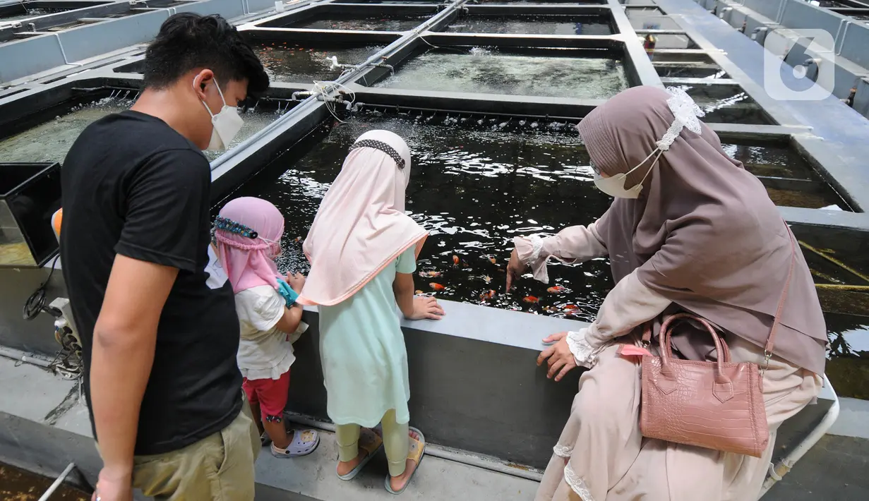 Sebuah keluarga melihat-lihat ikan di Pusat Koi dan Maskoki Nusantara di Raiser Ikan Hias Cibinong, Bogor, Jawa Barat, Sabtu (9/10/2021). Kementerian Perikanan dan Kelautan (KKP) membangun Pusat Koi dan Maskoki Nusantara di Raiser Ikan Hias Cibinong. (merdeka.com/Arie Basuki)