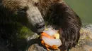 <p>Seekor beruang coklat Eurasia memakan es buah pada hari yang panas di Bioparco di Roma, Italia, Selasa (19/7/2022). Gelombang panas kembali menyerang sejumlah negara di Eropa, termasuk Italia dengan suhu diperkirakan akan mencapai lebih dari 40 derajat Celcius. (AP Photo/Andrew Medichini)</p>