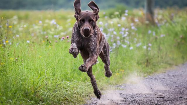German Shorthaired Pointer