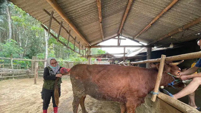 Petugas kesehatan hewan memberikan vitamin, mineral, serta hormon untuk membantu proses kebuntingan dan menjaga kesehatan induk sapi (Istimewa)